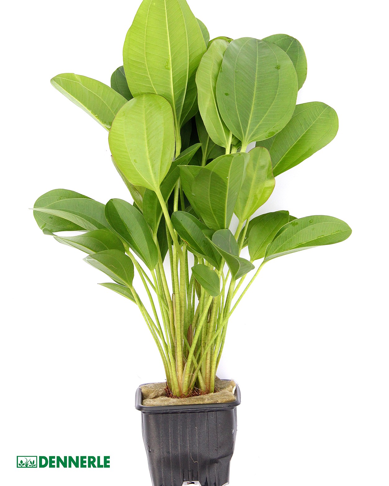 Echinodorus 'Little Bear' (Little Bear Sword)